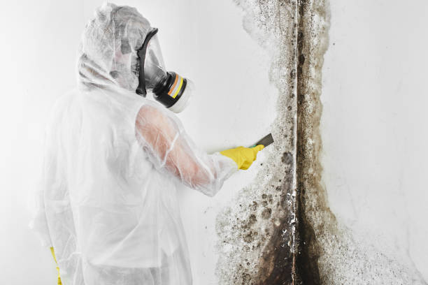 Best Basement Mold Remediation in Houma, LA