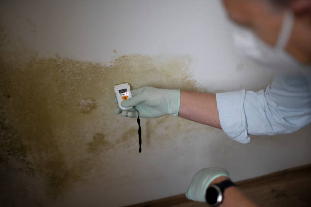 Trusted Houma, LA Mold Remediation Experts