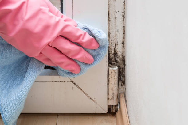 Best HVAC Mold Remediation in Houma, LA